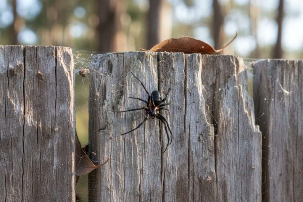 Agence Redback : comment la distinguer des homonymes ?
